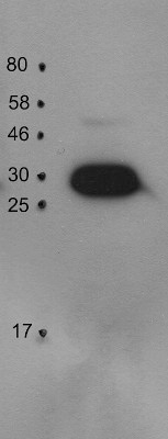 PsbO1 | 33 kDa of the oxygen evolving complex (OEC) of PSII in the group Antibodies Plant/Algal / Photosynthesis / PSII (Photosystem II) at Agrisera AB (Antibodies for research) (AS14 2824)